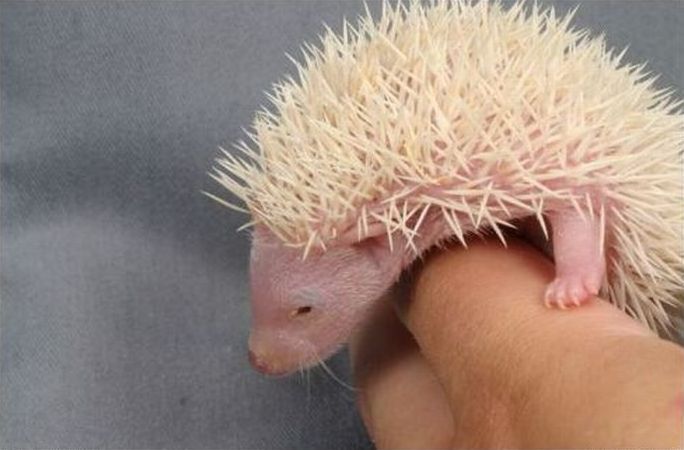 cute hedgehog