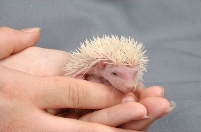 cute hedgehog
