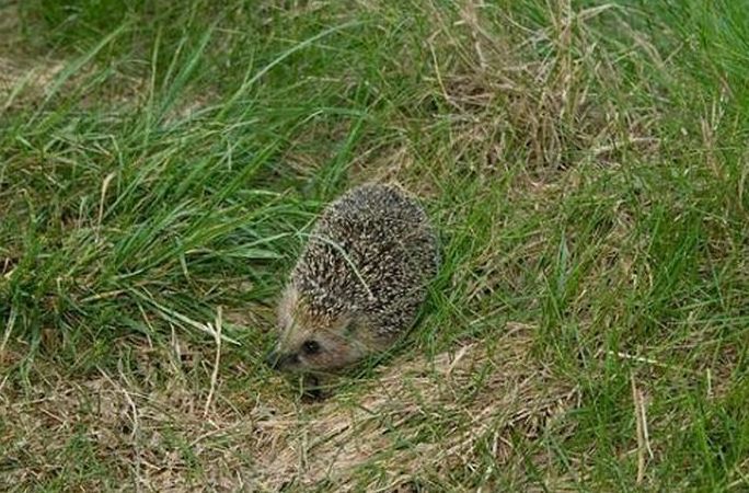 cute hedgehog