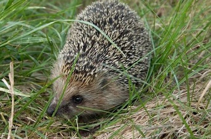 cute hedgehog