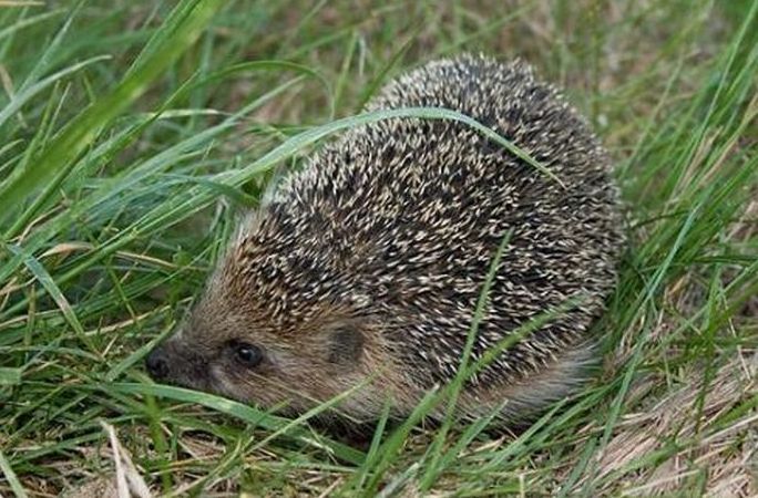 cute hedgehog