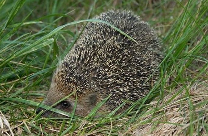 cute hedgehog