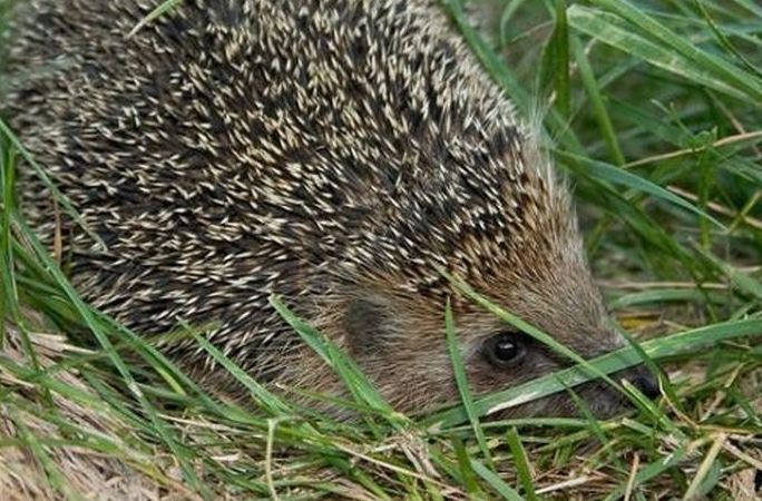 cute hedgehog