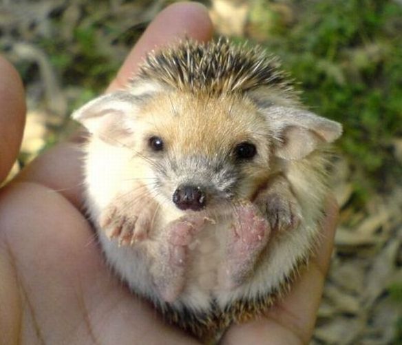 cute hedgehog