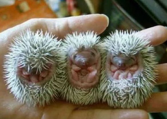 cute hedgehog