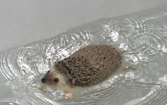 cute hedgehog