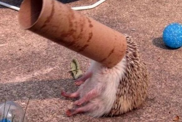 cute hedgehog