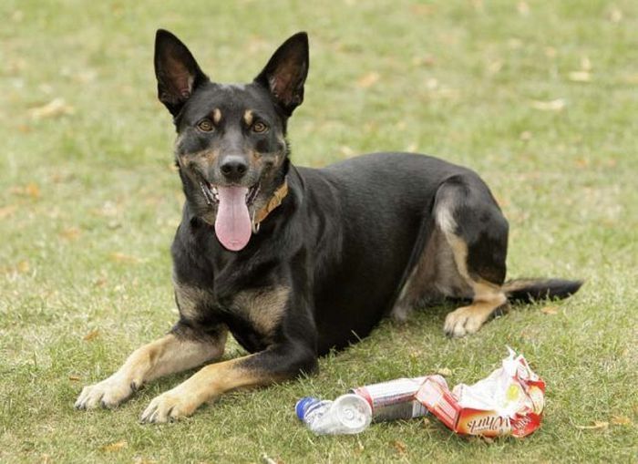 litter picking dog