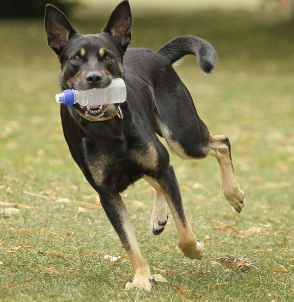 litter picking dog