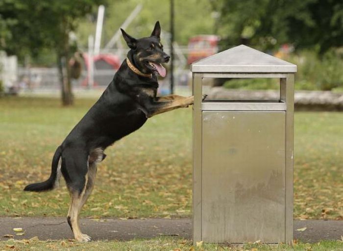 litter picking dog