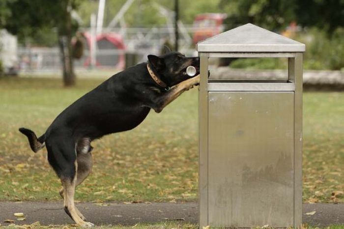 litter picking dog