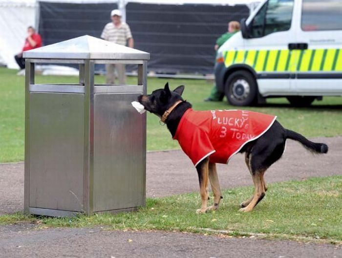 litter picking dog