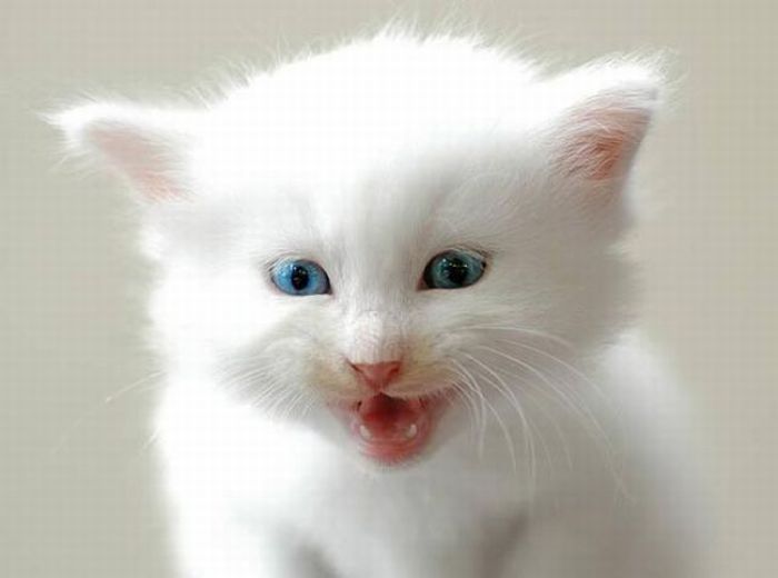 white kitten with blue eyes