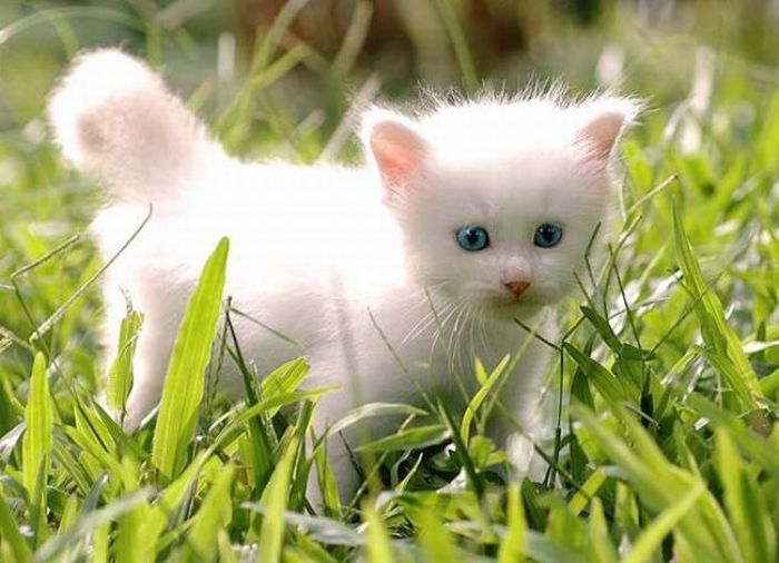 white kitten with blue eyes