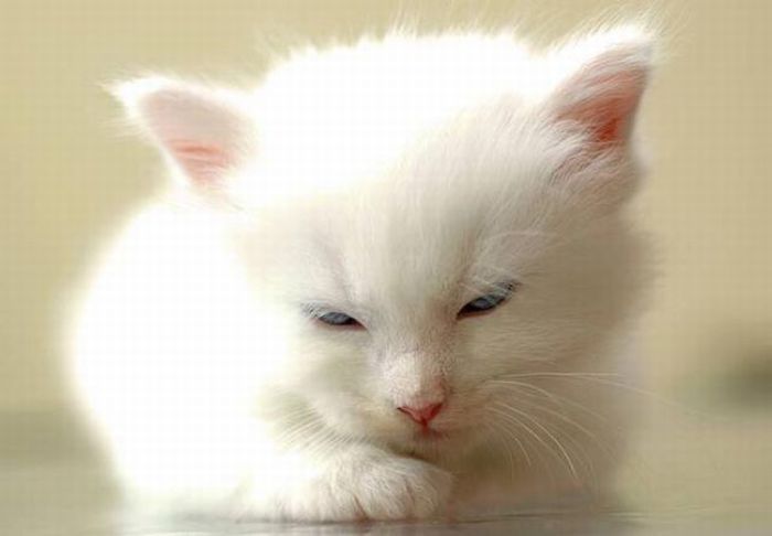 white kitten with blue eyes