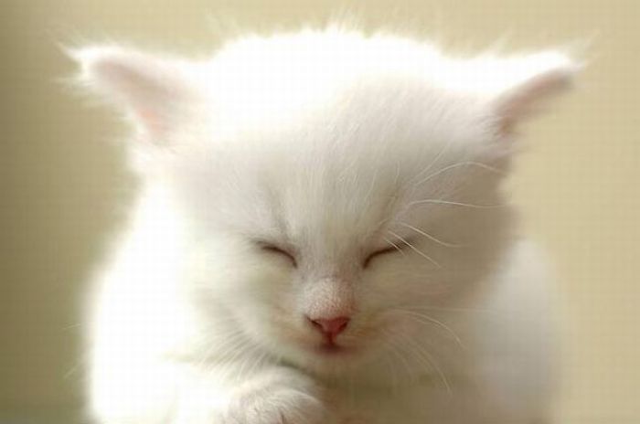 white kitten with blue eyes