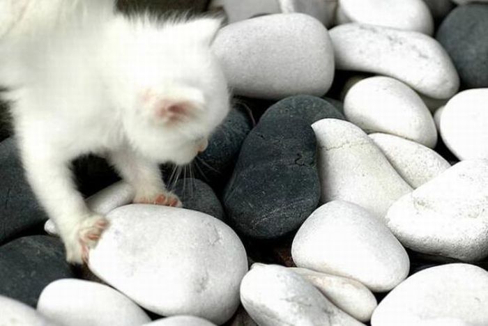 white kitten with blue eyes