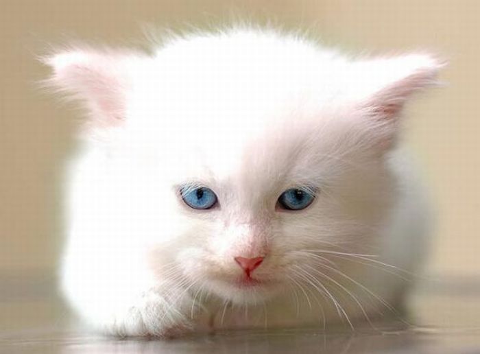 white kitten with blue eyes