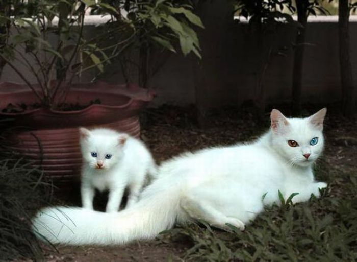 white kitten with blue eyes