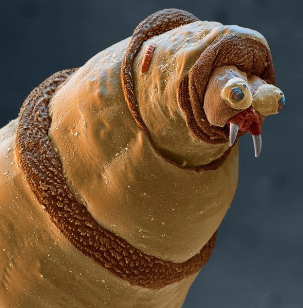 insect under the microscope