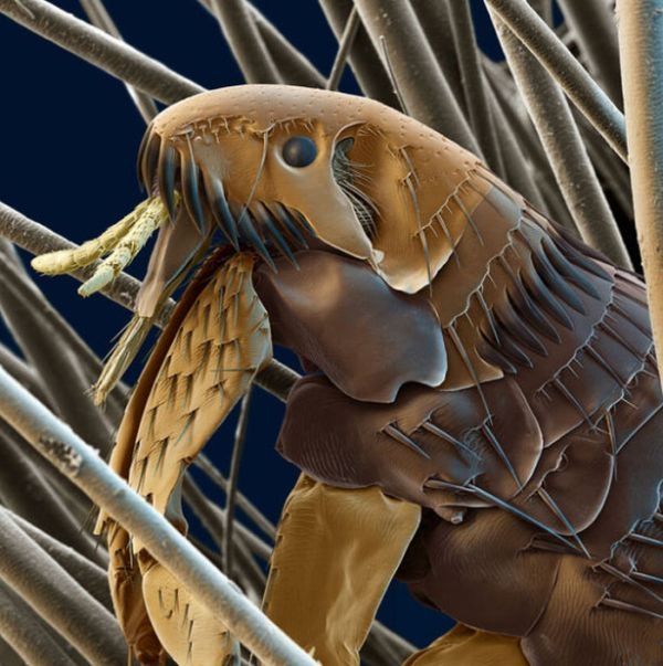 insect under the microscope