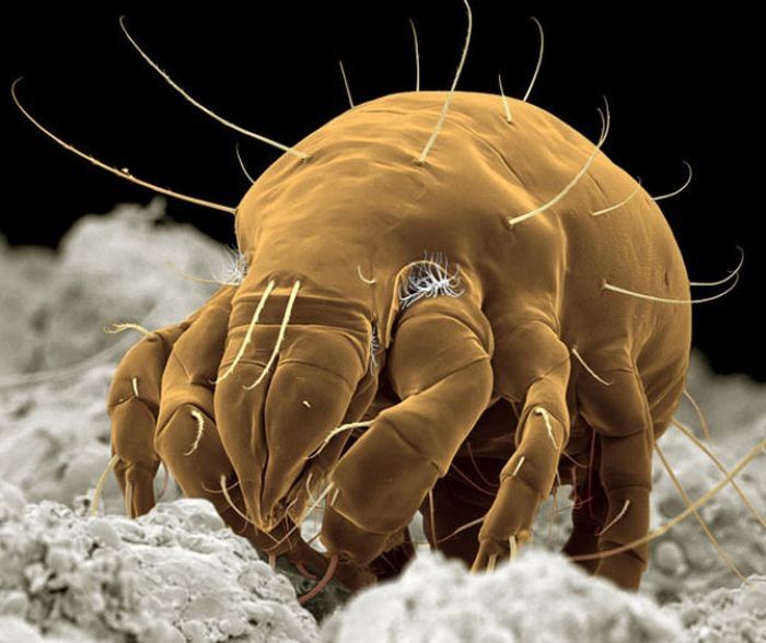 insect under the microscope