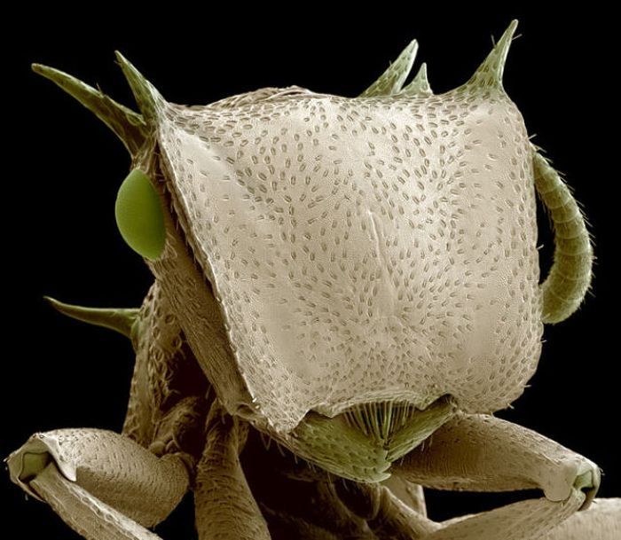 insect under the microscope