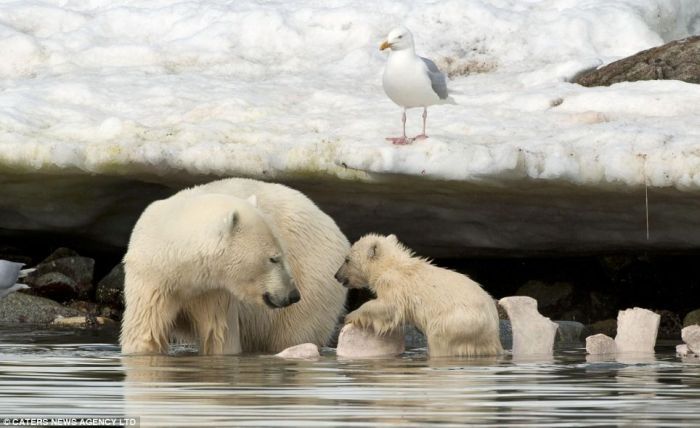 polar bear cub slipped into the icy water