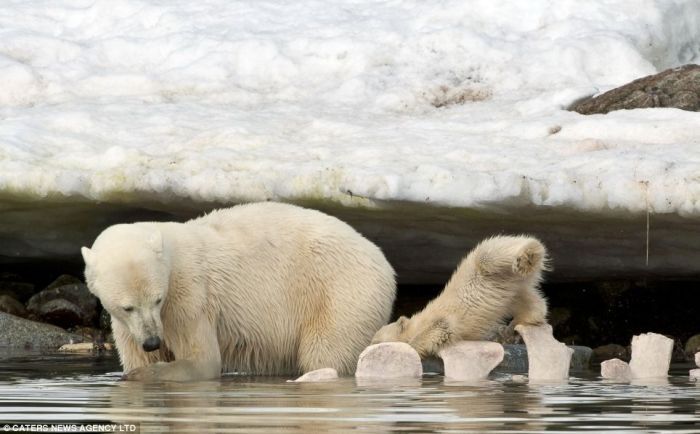 polar bear cub slipped into the icy water