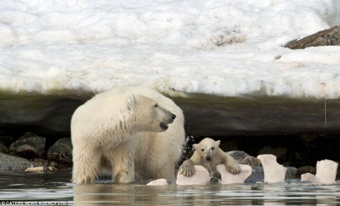 polar bear cub slipped into the icy water