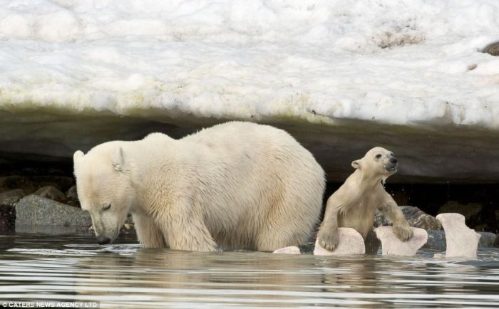 polar bear cub slipped into the icy water