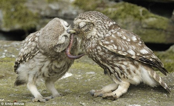 owl battle