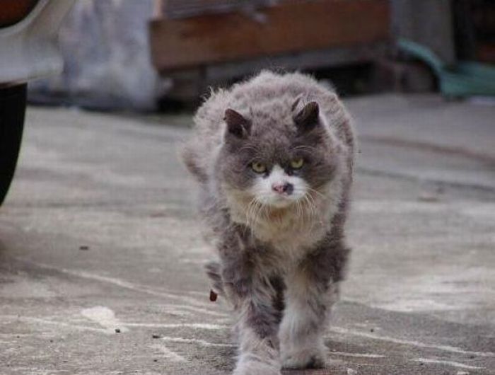 angry cat