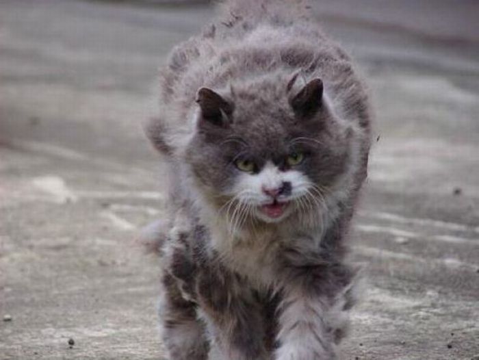 angry cat