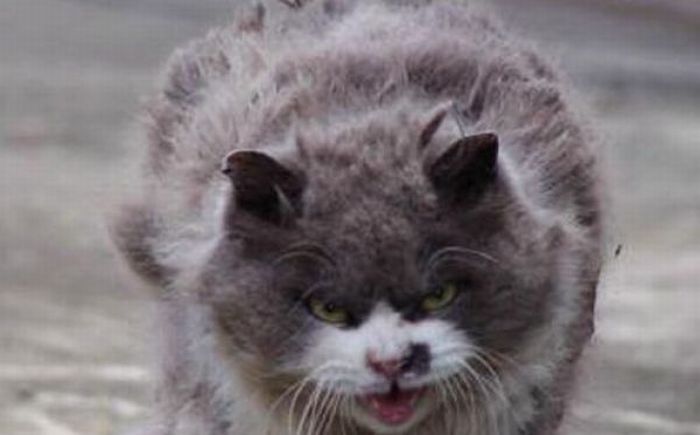 angry cat