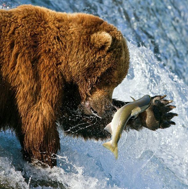 bears fishing for salmon