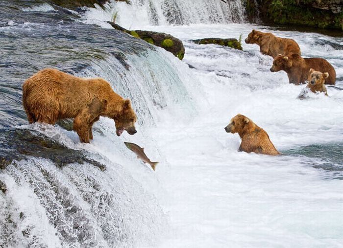 bears fishing for salmon