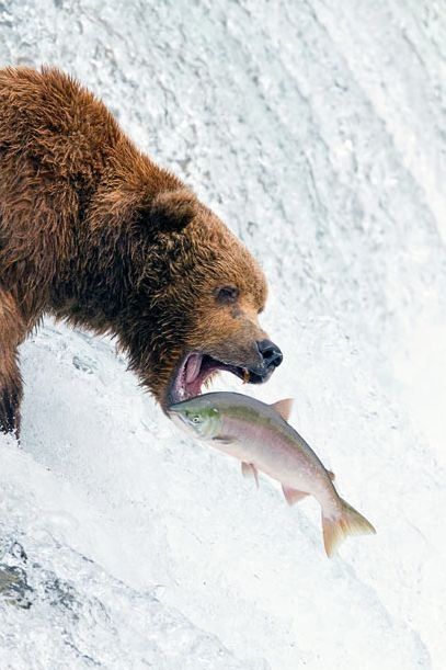 bears fishing for salmon