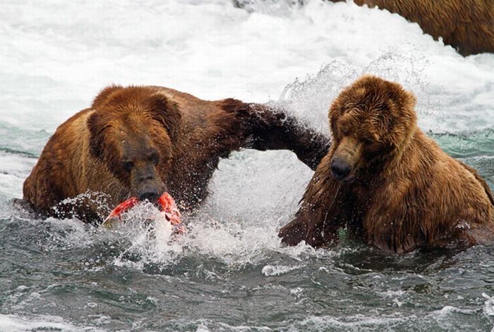 bears fishing for salmon