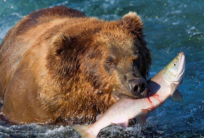 bears fishing for salmon