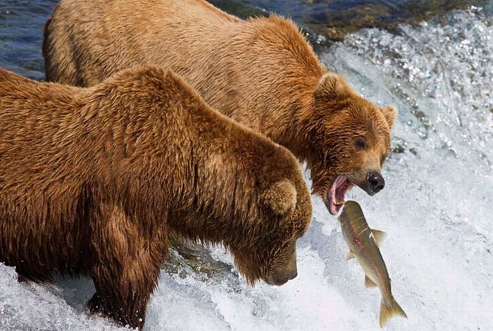 bears fishing for salmon