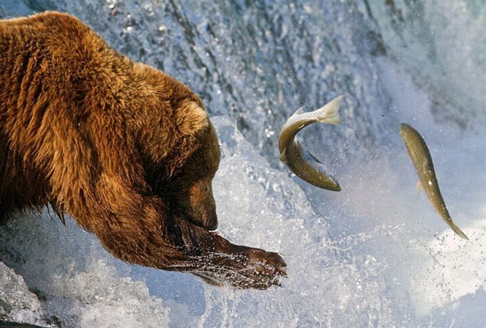 bears fishing for salmon