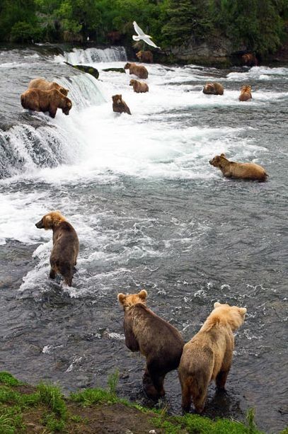 bears fishing for salmon