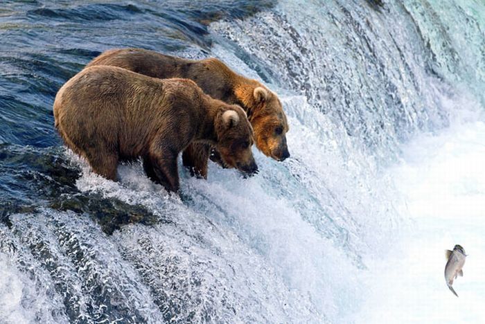 bears fishing for salmon