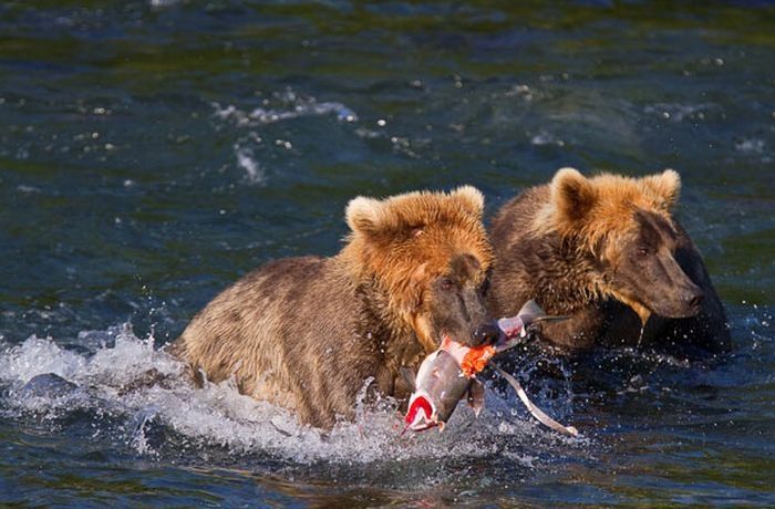 bears fishing for salmon