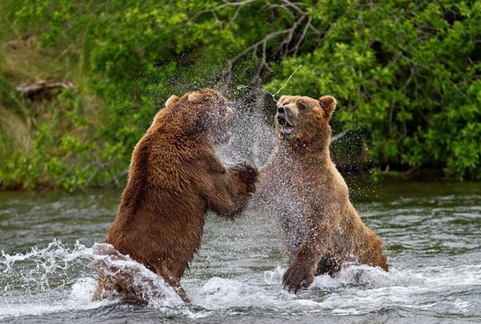 bears fishing for salmon