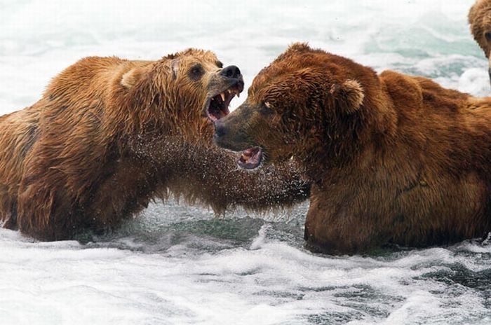 bears fishing for salmon