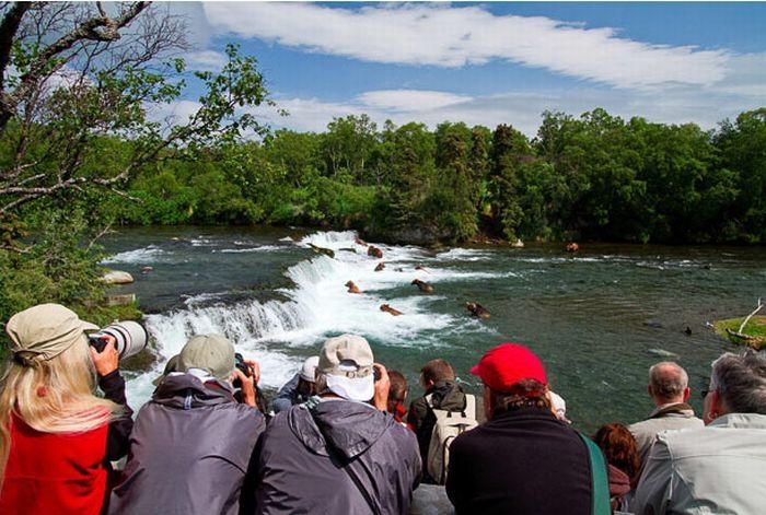 bears fishing for salmon