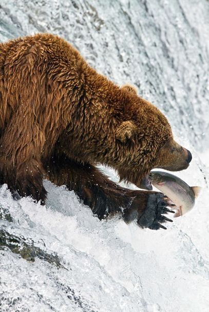 bears fishing for salmon