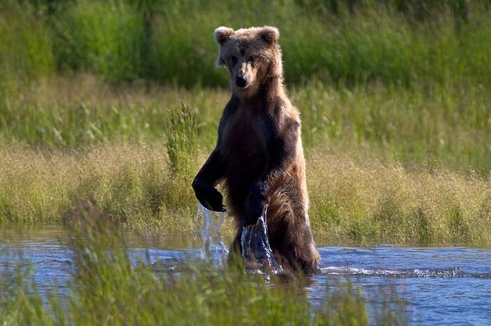 bears fishing for salmon